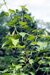 Silky Dogwood