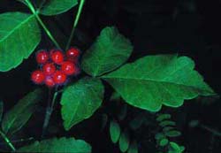 Fragrant or Shining Sumac