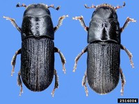 Southern Pine Beetle Adults