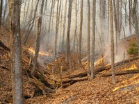 A Low Intensity Prescribed Burn in the Southern Appalachians
