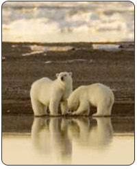 Polar Bears. [FWS Photo: Steve Hillebrand]