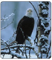 Bald Eagle. [FWS Photo: Mat Hewssue]