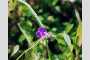 View a larger version of this image and Profile page for Tradescantia virginiana L.