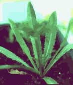 culantro plant