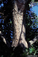 Chinese tallowtree, Triadica sebifera  (Euphorbiales: Euphorbiaceae) Bark