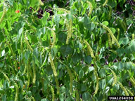Chinese tallowtree, Triadica sebifera  (Euphorbiales: Euphorbiaceae) Feature(s)