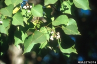 Chinese tallowtree, Triadica sebifera  (Euphorbiales: Euphorbiaceae) Flower(s)