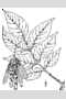 View a larger version of this image and Profile page for Fraxinus americana L.