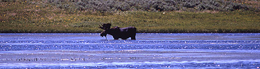 Bull moose grazing in stream.