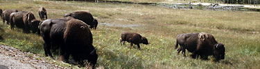 A herd of Bison, commonly called Buffalo, graze along a roadside.