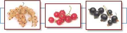 Photo of white, red, and black currants