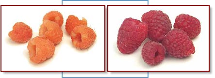 Photo of golden and red raspberries