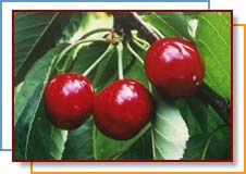 Photo of cherries