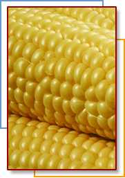 Photo of corn
