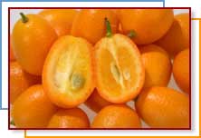 Photo of kumquats