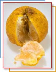 Photo of ugli fruit