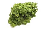 Photo of Chicory lettuce variety