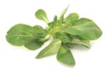 Photo of Mache lettuce variety