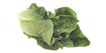 Photo of Romaine lettuce type