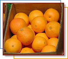 Photo of oranges