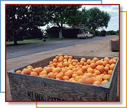 Photo of oranges for sale