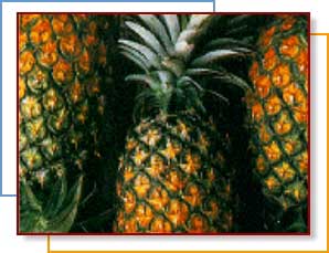 Photo of pineapples