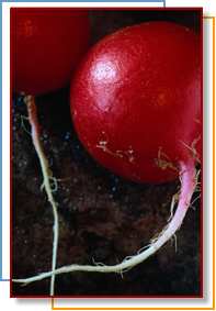 Photo of radishes