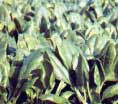 Photo of flat leaf spinach