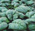 Photo of savoy spinach
