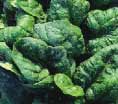 Photo of semi-savoy spinach