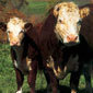 Livestock Mandatory Reporting Act