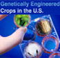 Genetically Engineered Crops in the U.S.