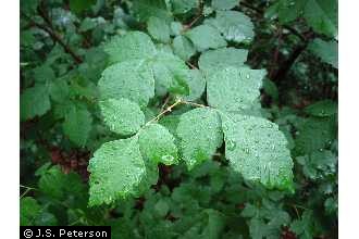 Photo of Rhus aromatica Aiton