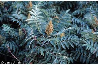 Photo of Rhus glabra L.