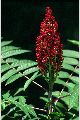 View a larger version of this image and Profile page for Rhus glabra L.