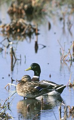 Photo of two mallard ducks in a wetland - Photo credit:  U.S. Fish and Wildlife Service / Gene Nieminen