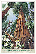 Sequoias: Giants of the Sierra Nevada.