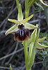 Ophrys alasiatica di pedromiramis