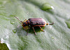 native leaf beetle eating invasive water chestnut di Petroglyph