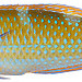Belize Larval Fish Group