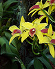 Orchids di Ron,Ron,Ron