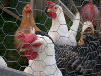 Pastured layer hens