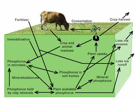 Figure 6. Phosphorus Cycle