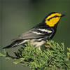 [photo] Golden-cheeked warbler