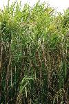 Figure 1.  A stand of sugarcane in Immokalee, FL, 2006.