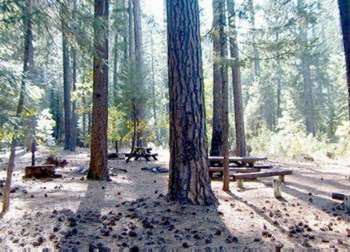 {Photo} Picnic tables, fire rings located in a forested area.