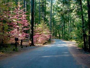 {Photo} Paved road into the Tannery Gulch campground.  Road is lined with large trees and redbud in bloom.