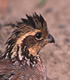 Bobwhite quail