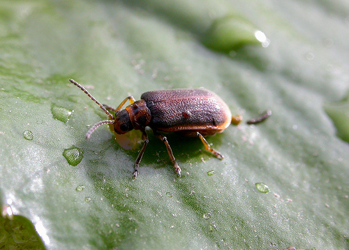 native leaf beetle eating invasive water chestnut by Petroglyph.