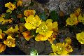 View a larger version of this image and Profile page for Fremontodendron californicum (Torr.) Coville